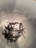 Sugarcane Black from Canton Tea Co