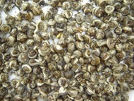 Certified Organic Jasmine Pearl Green Tea from JAS eTea