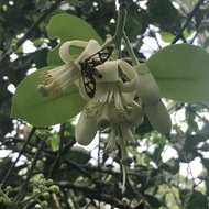 Pomelo Flower Fragrance Oolong from Mountain Stream Teas