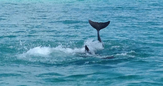 Wild Dolphins! Snorkel & Sailing Adventure photo 2