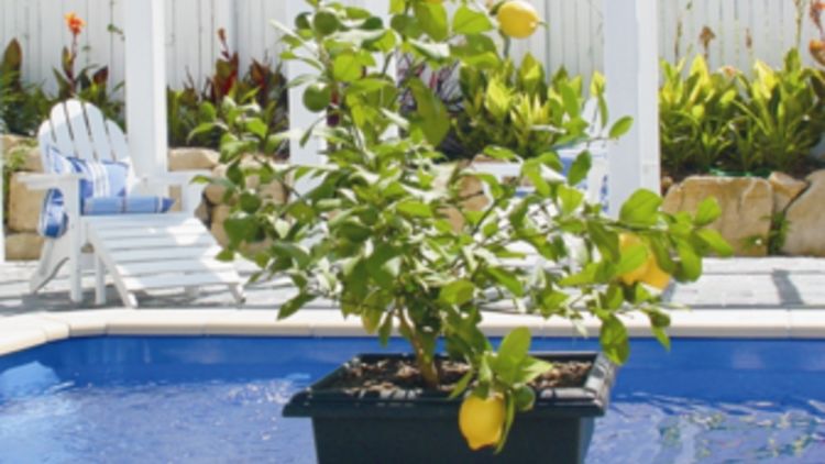 Lemon tree (Bunnings/Nursery) - swimming pool optional!