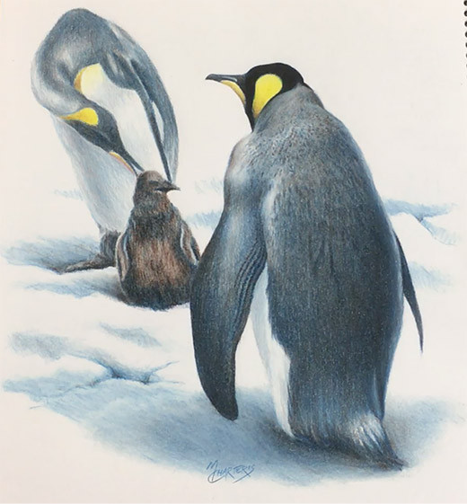  /></p>
<p>This course is an introduction to completing a drawing with artists coloured pencils. I show you how to shade, mix your own colours, blend the colours and build them up in layers. This course includes a bonus drawing lesson from the Level 2 drawing course, showing you one technique for drawing the penguins accurately.</p>
<p>Contains over 3 hours of tuition.</p>
</div>
</div>
</div>
</div>
<div id=