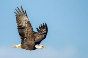 Chilkat Bald Eagle Preserve Rafting - Departs from Haines photo 2