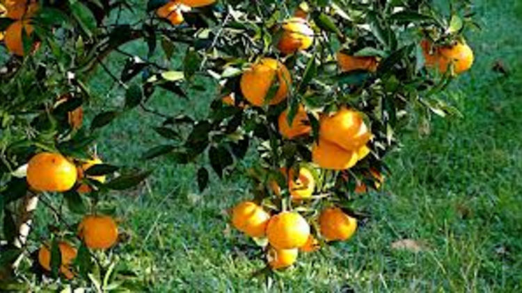 Imperial Mandarin tree (Bunnings/Nursery)