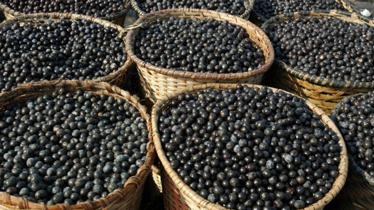 Taste Acai in Brazil