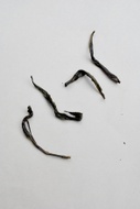 Phoenix Honey Orchid Oolong / Honey Oolong from Kiani Tea