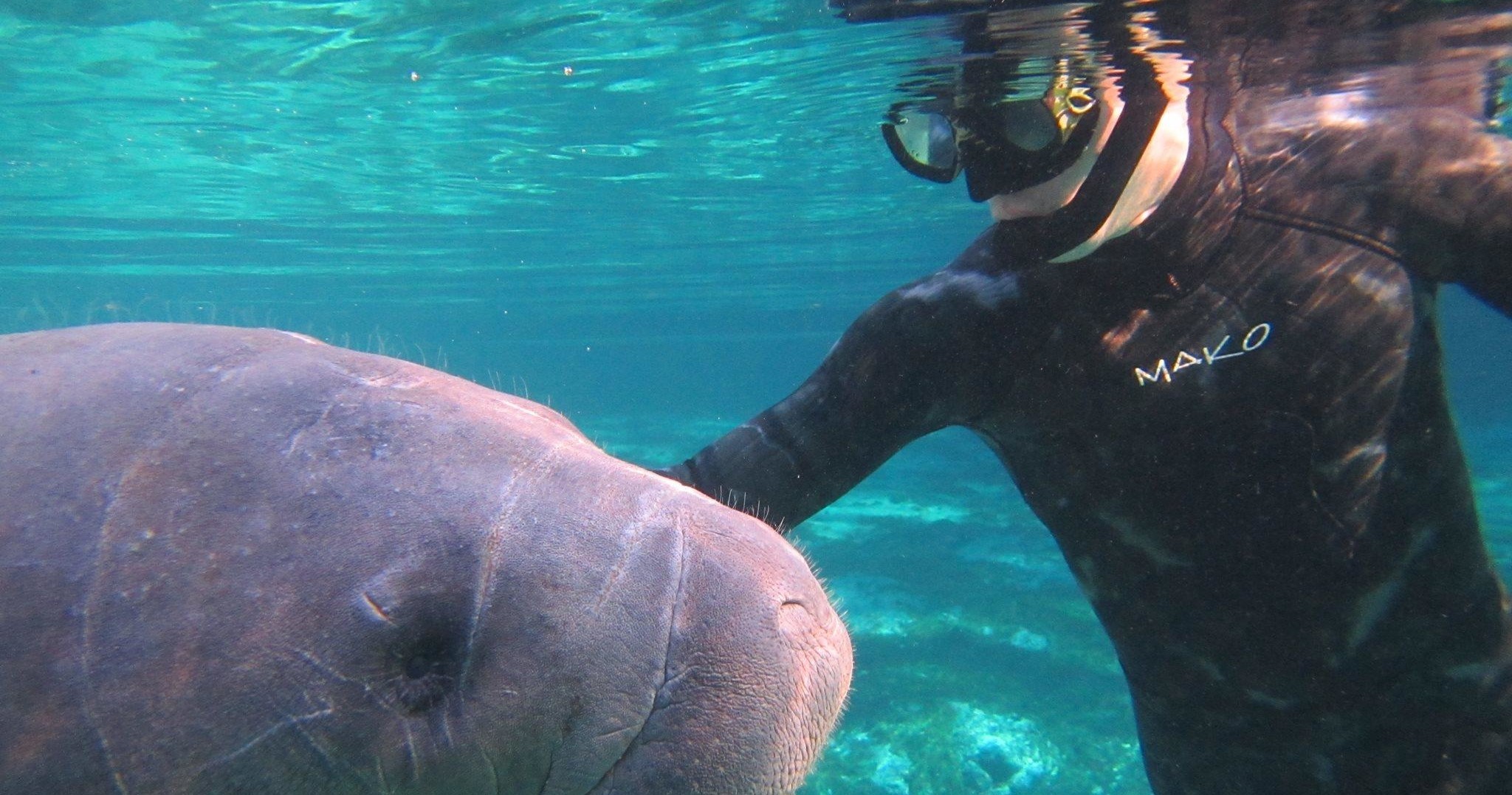 Manatee Encounter in Crystal River with Gulf Coast Expeditions - Tampa