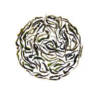 Darjeeling 1st Flush from Waterloo Gardens Teahouse