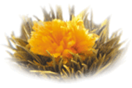 Guilded Lotus from Primula Tea