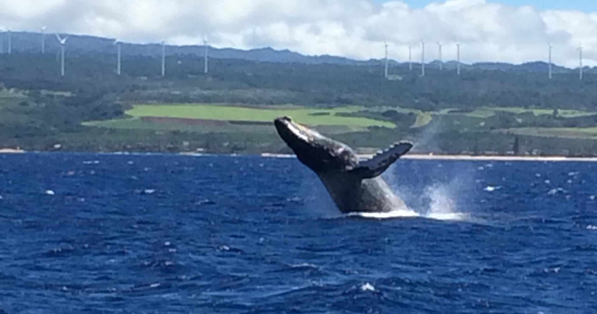 Early Bird Whale Watch