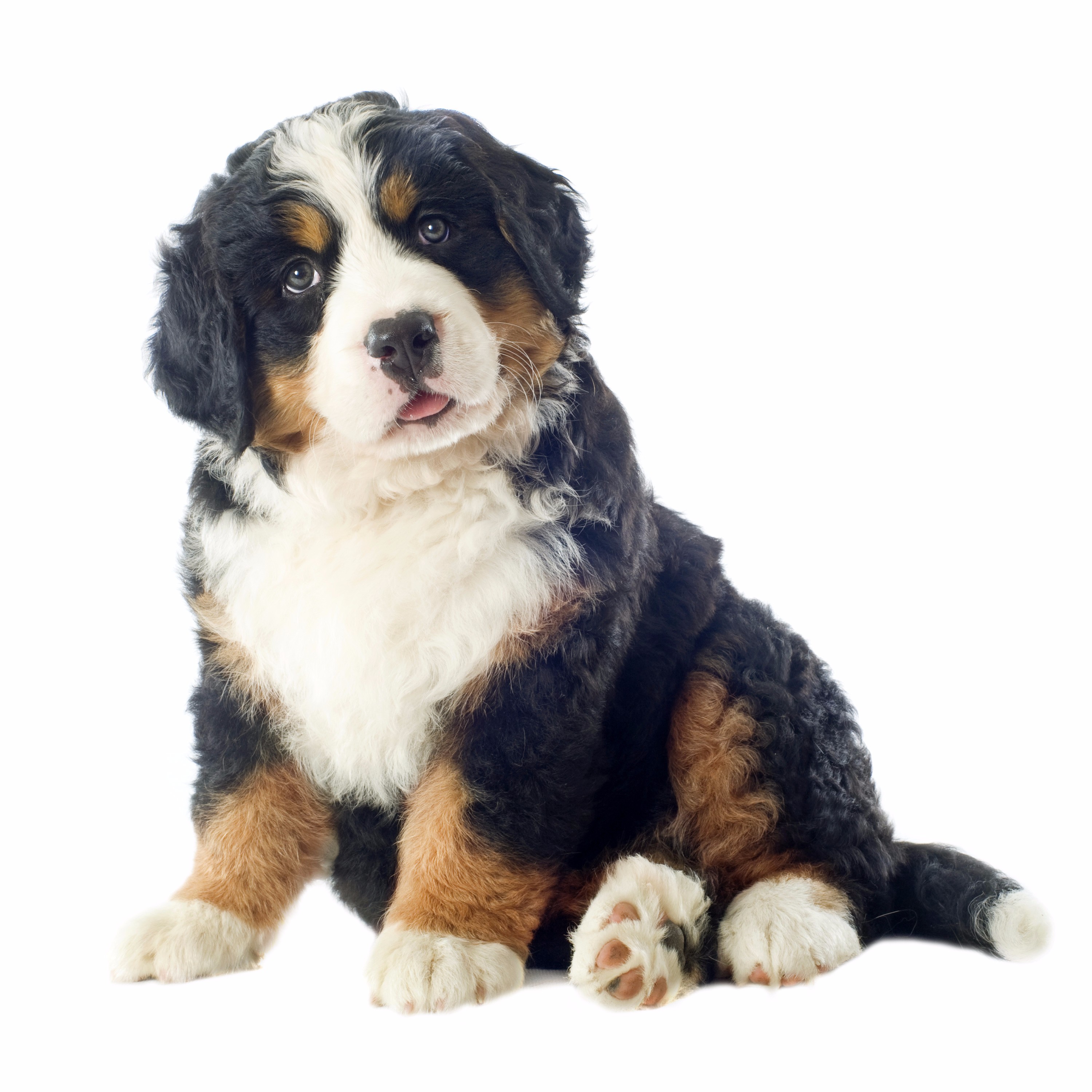 Bernese Mountain Dog Puppy Adoption Masterclass Berner