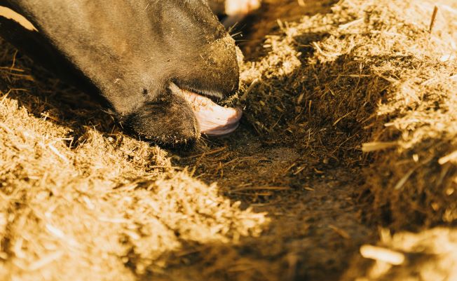 feeding nutritious fodder to dairy animals