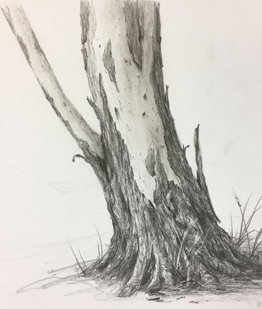 Eucalypt