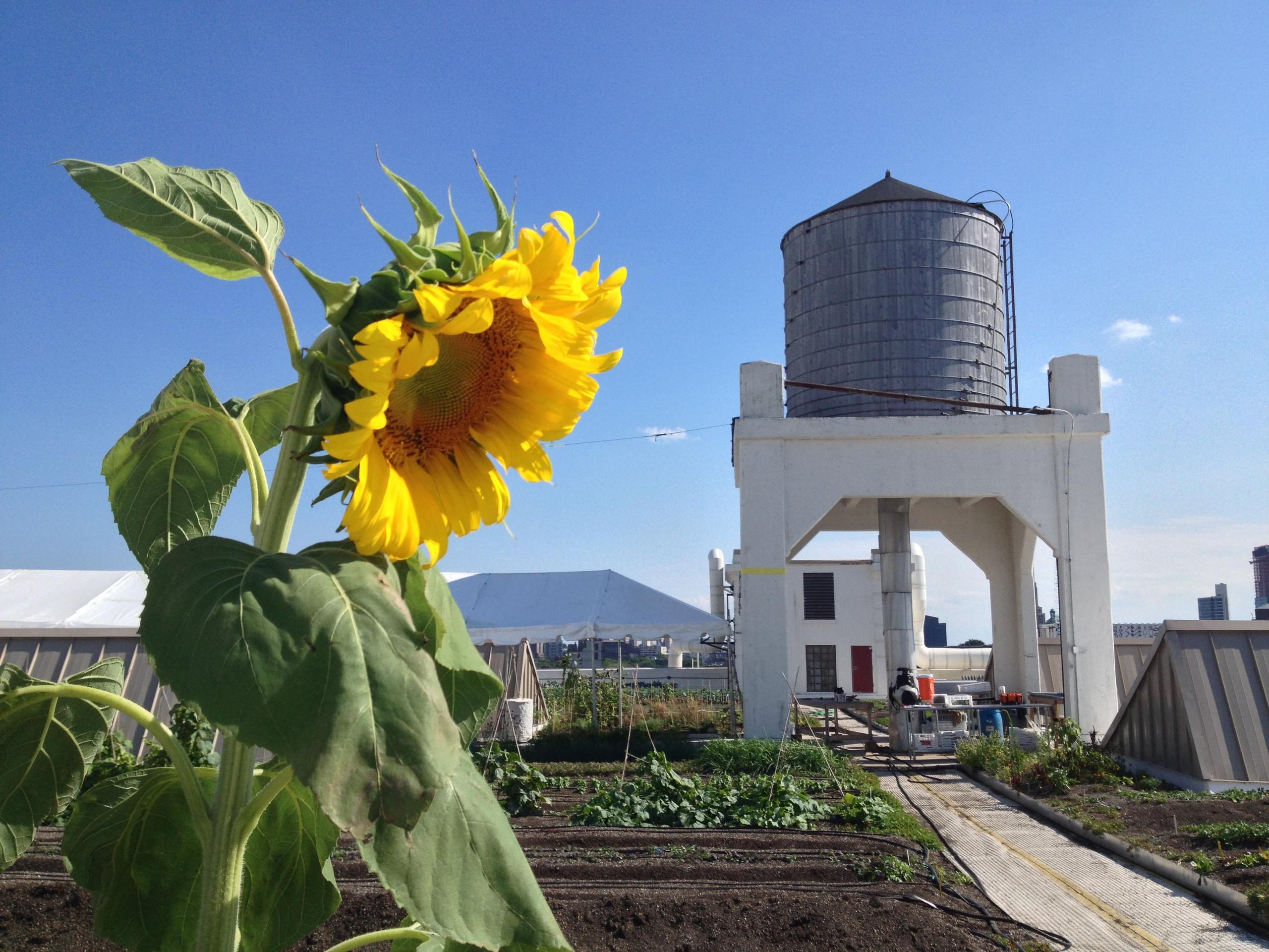 Brooklyn Navy Yard: Urban Ecology Bicycle Tour