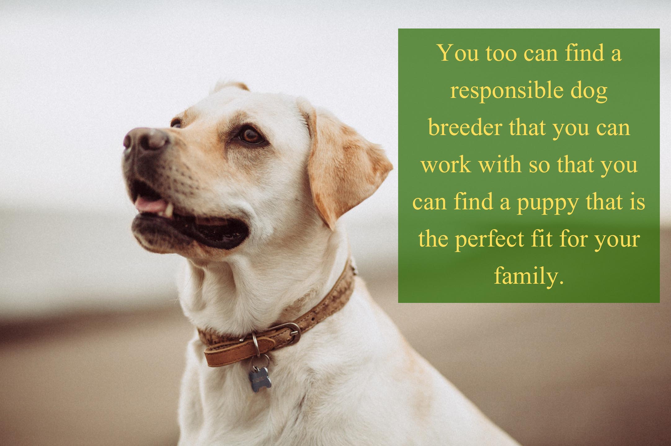 III. Qualities of a Responsible Dog Breeder
