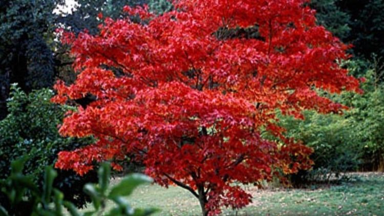 Acer Palmatum Japanese Maple (Bunnings/Nursery)