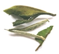 White Tea from Leaf