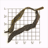 Wuyi Golden Guan Yin from Upton Tea Imports