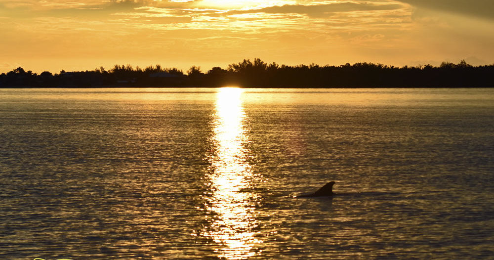 Experience the breathtaking beauty of Cape Coral's waterways on the Sunset & Dolphin Cruise offered by Banana Bay Tour Company. This private boat tour combines the serenity of a sunset sail with the excitement of spotting playful dolphins along the way. As you glide through the calm waters, you'll enjoy stunning views of the sky transforming into vibrant hues as the sun sets over Florida's Gulf Coast. The chance to observe dolphins leaping and splashing around the boat makes this tour truly memorable. Perfect for families, couples, or anyone seeking a relaxed yet captivating adventure, this cruise offers a perfect escape into nature's splendor. The knowledgeable crew shares insights about local wildlife and the area's history, enriching your experience with fascinating stories. Whether you're celebrating a special occasion or simply craving a peaceful evening on the water, this private cruise ensures an intimate and personalized outing. Don't forget your camera to capture the magical sunset moments and playful dolphin sightings. This tour is ideal for those seeking a peaceful, scenic adventure that combines wildlife viewing, stunning vistas, and the tranquility of Cape Coral's pristine waters. - Fort Myers