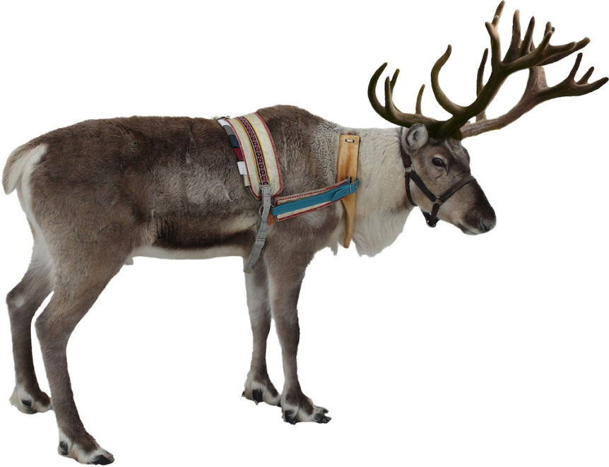 Reindeer