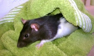 Cutie from Adagio Custom Blends, Kallie The Great