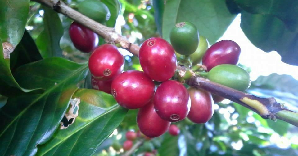 Semi-Private Coffee Plantation Tour ☕️ tour photo 12