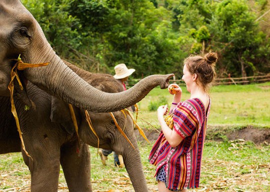 Highlight Temple Visit and River Cruise to Hill Tribe Village, Visit Elephant Sanctuary 